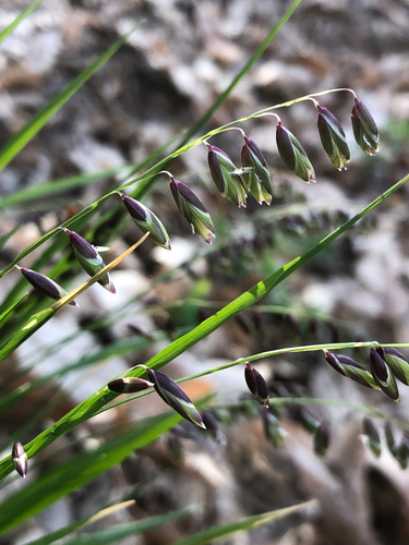 Mountain Melick (Melica nutans)