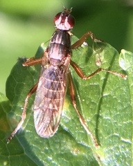 Norellia spinipes