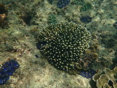 Acropora millepora