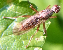 Norellia spinipes