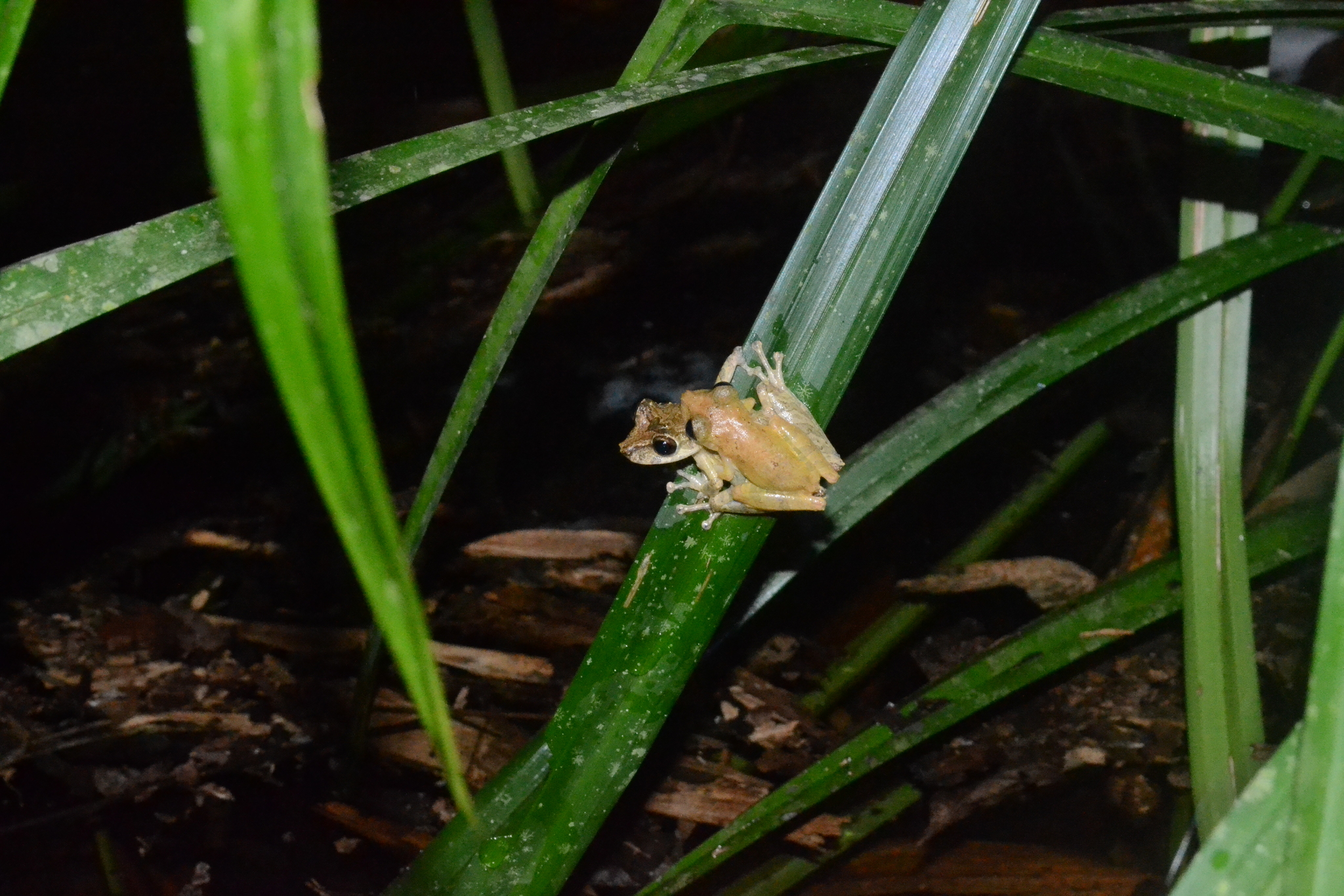 Rio Babi Snouted Treefrog