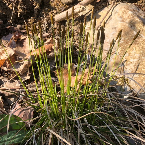 Carex umbrosa, photograph 4