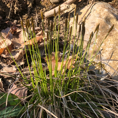 Carex umbrosa, photograph (c) Marcello Manara, some rights reserved (CC BY)