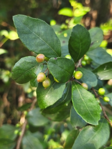 Brush Holly (Xylosma flexuosa)