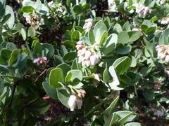 Arctostaphylos auriculata