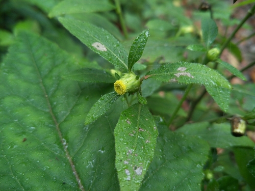 Carpesium divaricatum iNat (1)