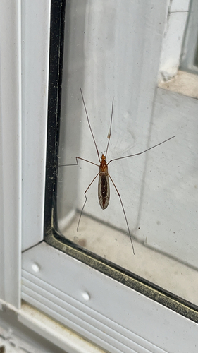 Unknown species found near Fayetteville