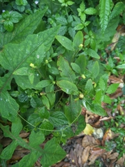 Carpesium divaricatum