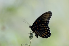 Limenitis arthemis arizonensis