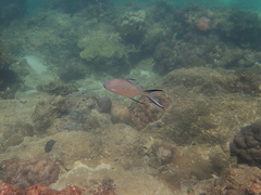 Trachinotus baillonii