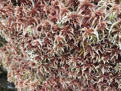Sphagnum magellanicum