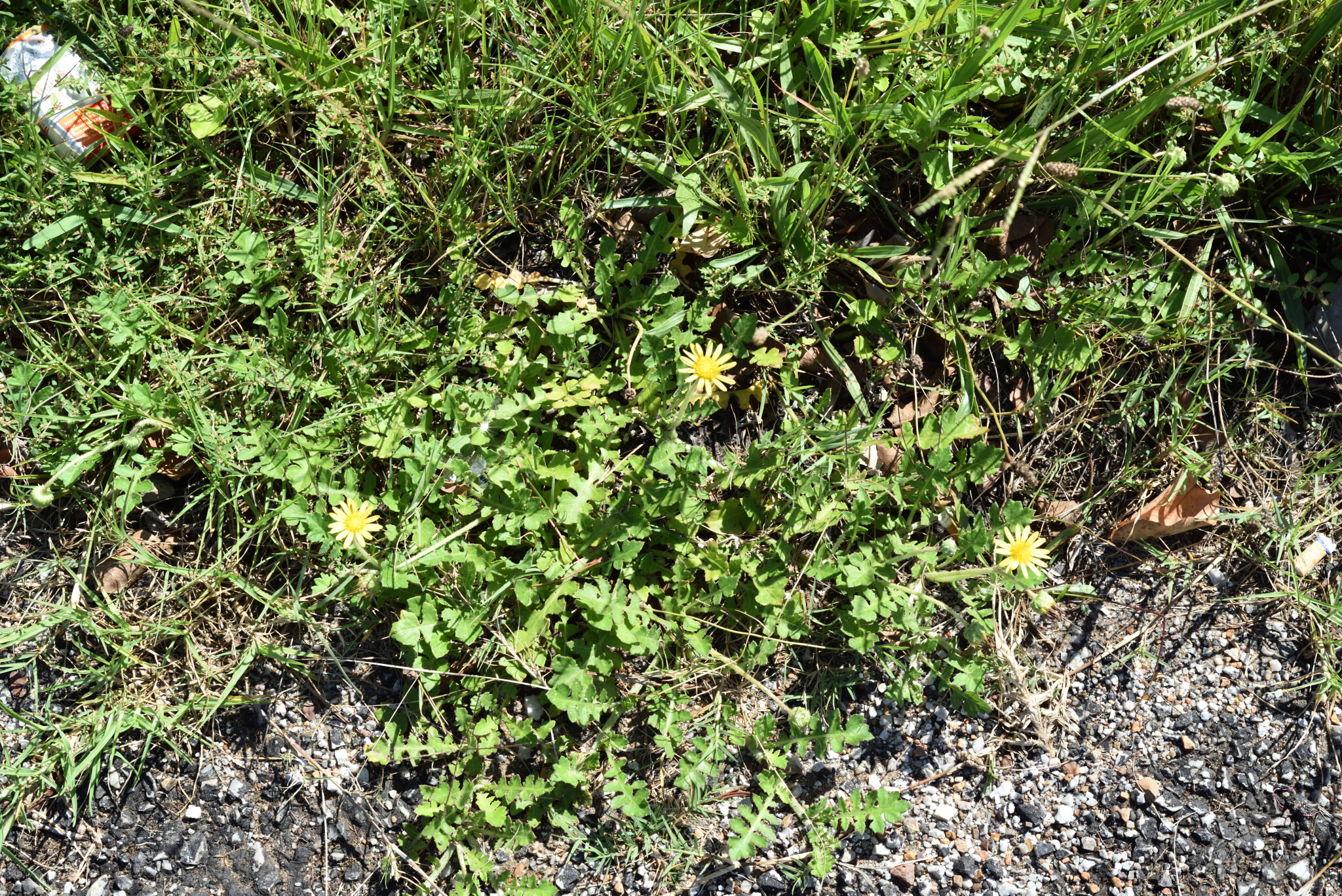 Prostrate Capeweed (Arctotheca prostrata)