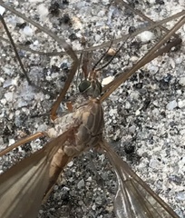 Tipulomorpha
