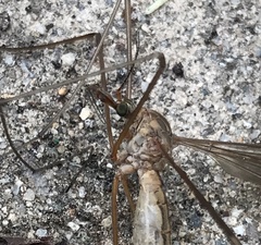 Tipulomorpha