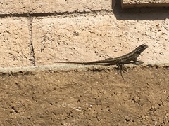 Sceloporus occidentalis