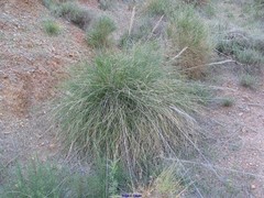 Macrochloa tenacissima