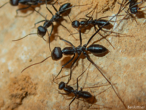 Cataglyphis nigraCataglyphis nigra