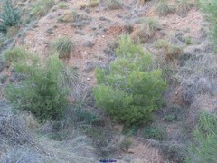 Macrochloa tenacissima