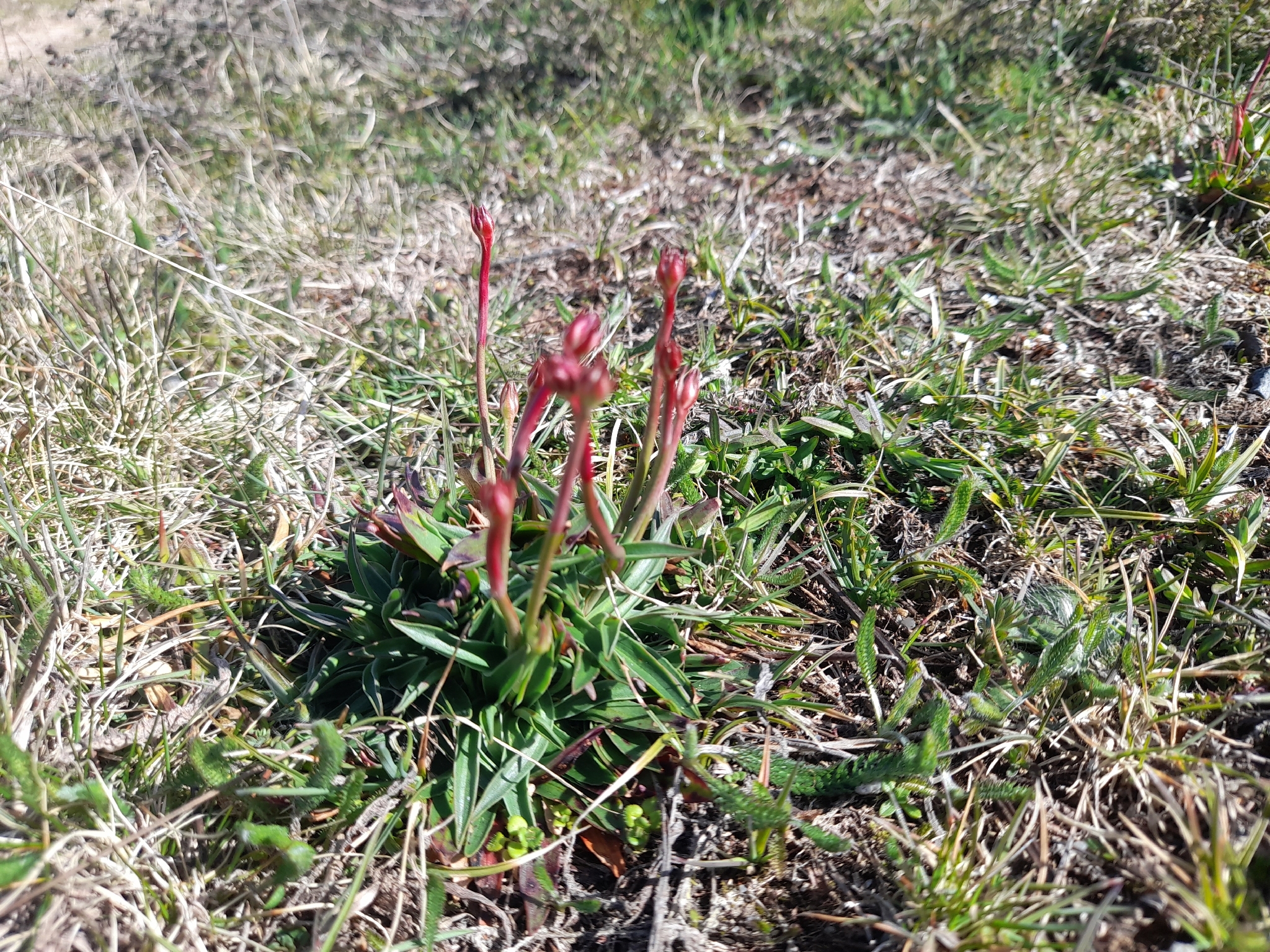 Jersey Thrift (Armeria arenaria)