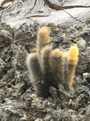 Brachycereus nesioticus