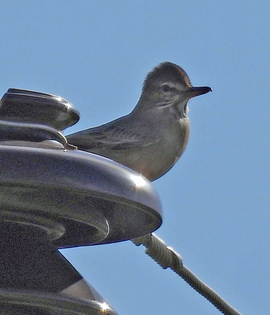 Grey-bellied Shrike-Tyrant (Agriornis micropterus), photo 5