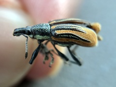 Diaprepes abbreviatus