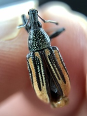 Diaprepes abbreviatus