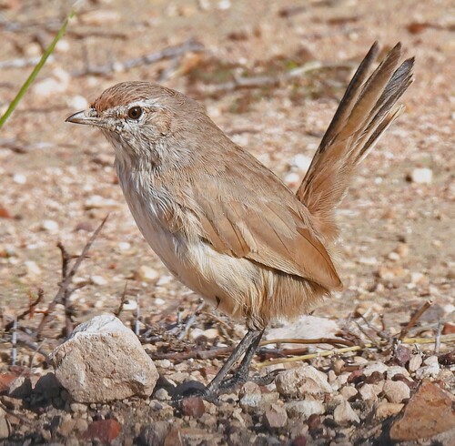 Sandy Gallito (Teledromas fuscus), photo 1