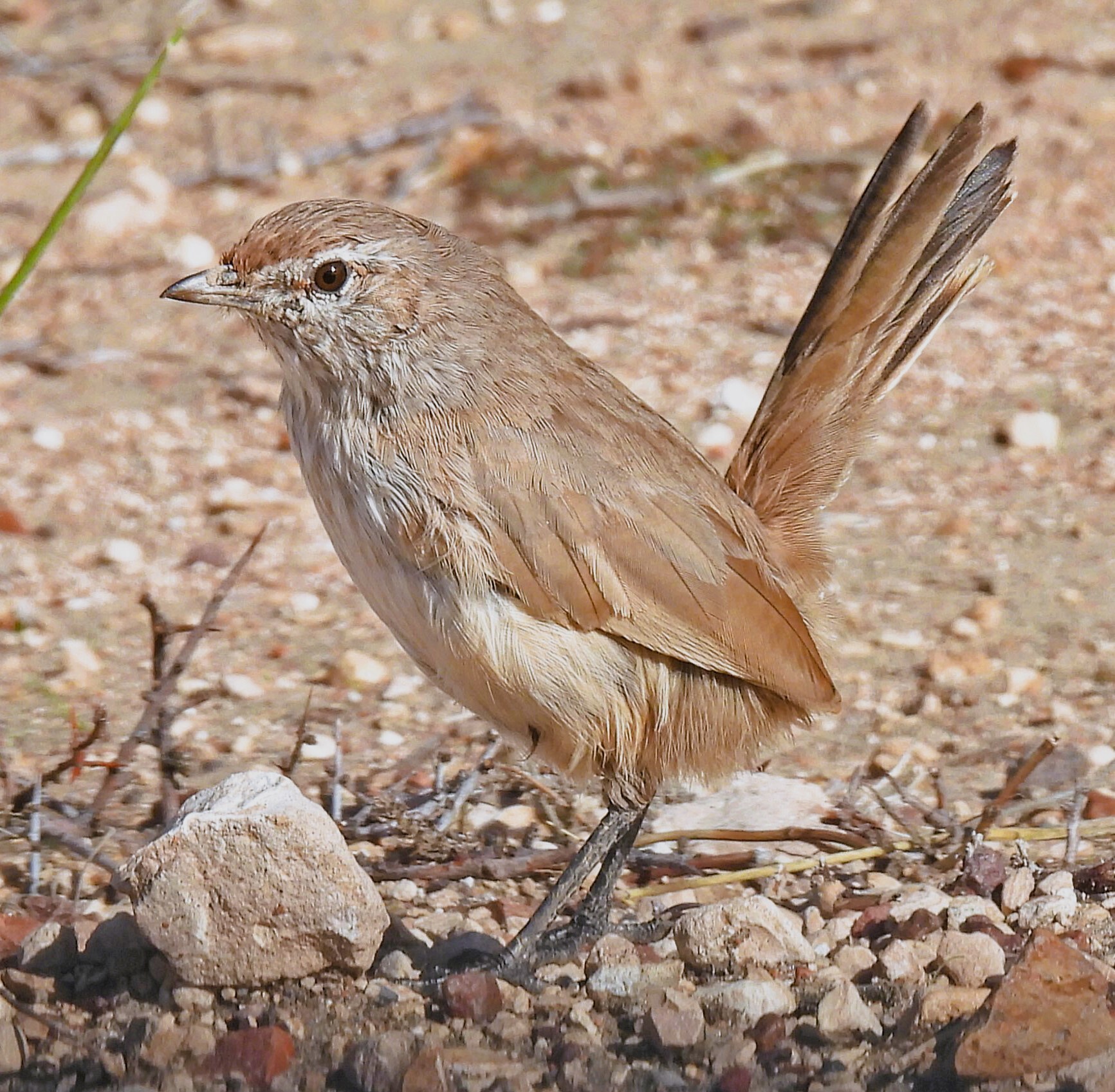 Sandy Gallito (Teledromas fuscus), photo 1