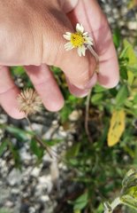 Tridax procumbens image