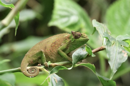 Cameroon Sailfin Chameleon