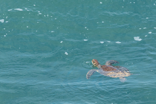 Chelonia mydas