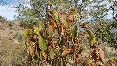 Annona longiflora