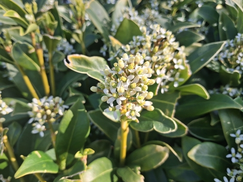 Japanese Skimmia (Skimmia japonica)
