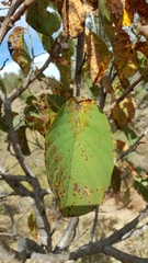 Annona longiflora