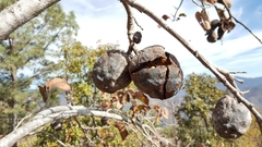 Annona longiflora