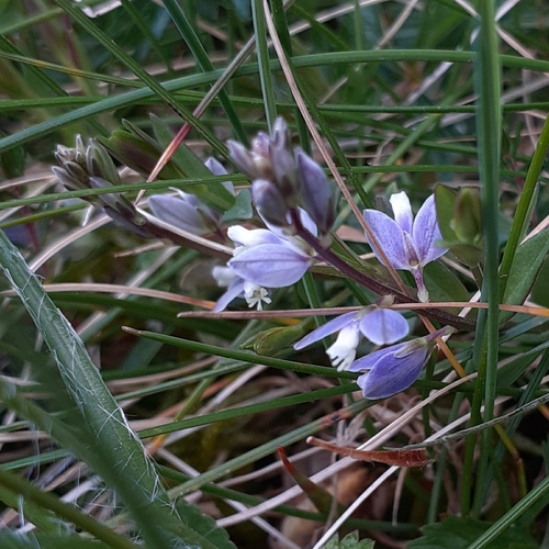 Heath Milkwort (Polygala serpyllifolia)