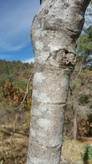 Annona longiflora