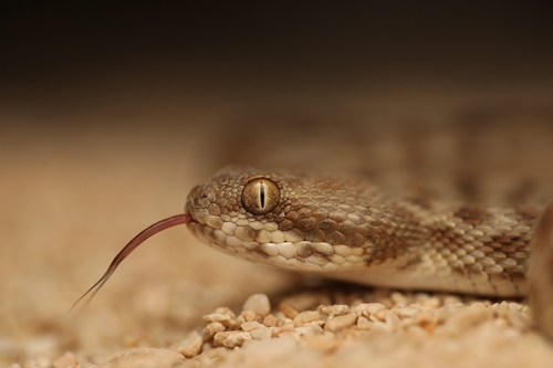 Khosatzki's Saw-scaled Viper