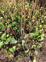 Hedera helix
