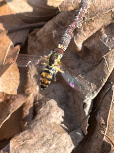 Unknown species found near Nashville