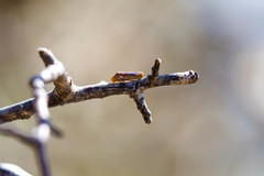 Oncometopia hamiltoni