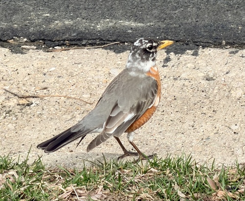 American Robin photographed in Wisconsin