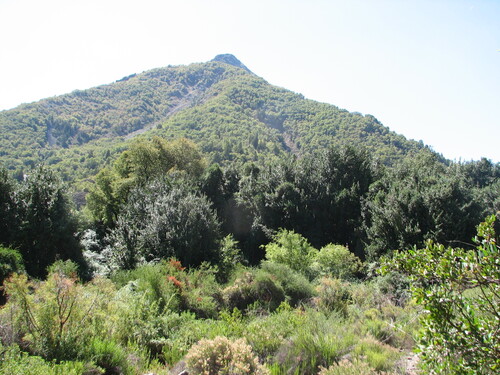 Beilschmiedia berteroana, photograph 5