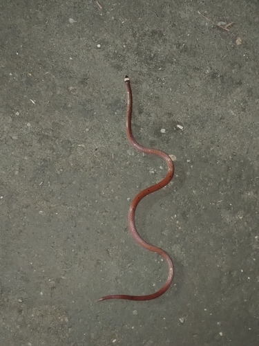 Gore's coral snake