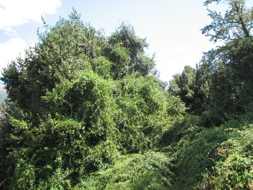 Southern acorn tree (Beilschmiedia berteroana)