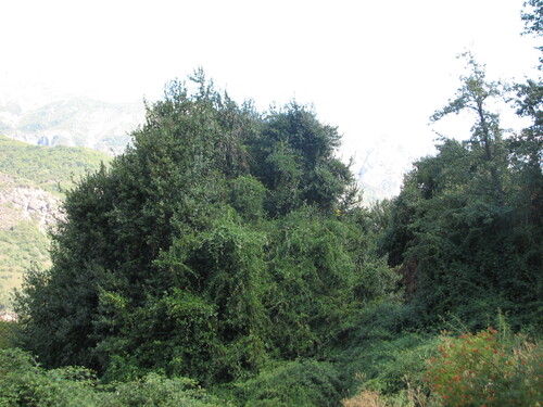 Beilschmiedia berteroana, photograph 3