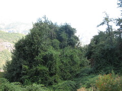 Beilschmiedia berteroana, photograph (c) Cesar Ormazabal, some rights reserved (CC BY)