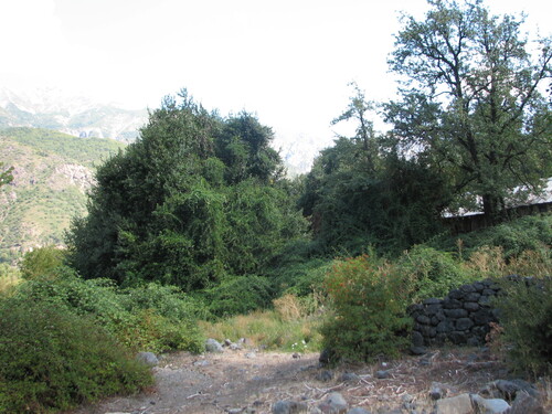 Beilschmiedia berteroana, photograph 4