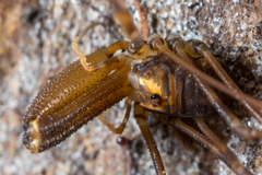 Forsteropsalis marplesi